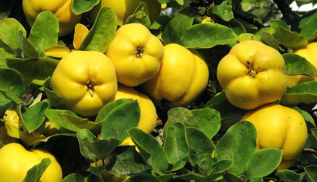 The quince leaves are used in folk therapy of diabetes